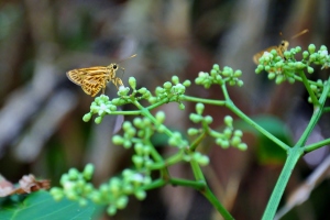 Butterflies at Bako
